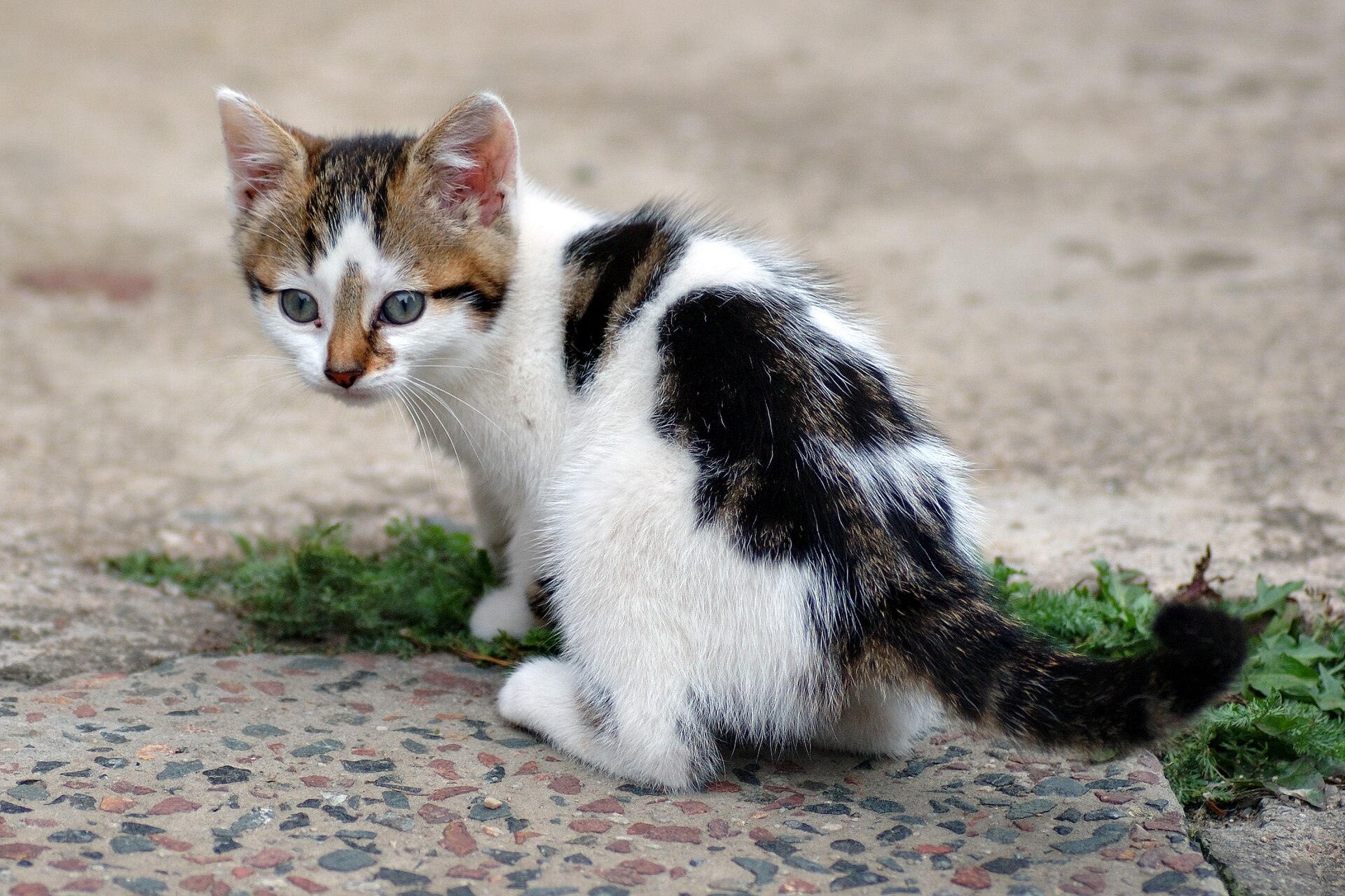 Meeting global demand for quality cat nutrition
